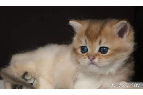 シェリーちゃん1枚目