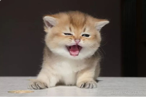 シェリーちゃん1枚目