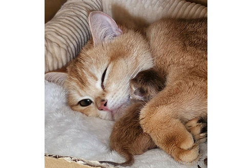 チェリーちゃん1枚目