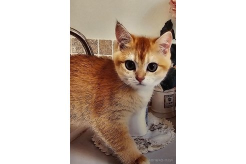 チェリーちゃん1枚目