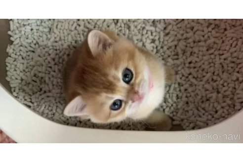 チェリーちゃん1枚目