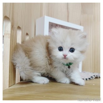 販売中の長野県のミヌエット-114346の11枚目