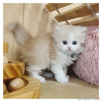 販売中の長野県のミヌエット-114346の5枚目