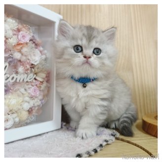 販売中の長野県のミヌエット-114347の6枚目