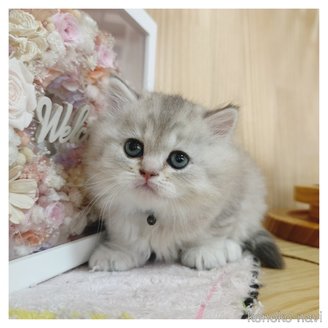販売中の長野県のミヌエット-114347の2枚目