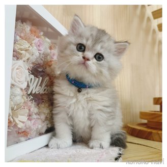 販売中の長野県のミヌエット-114347の1枚目