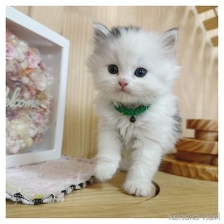 販売中の長野県のミヌエット-114348の3枚目