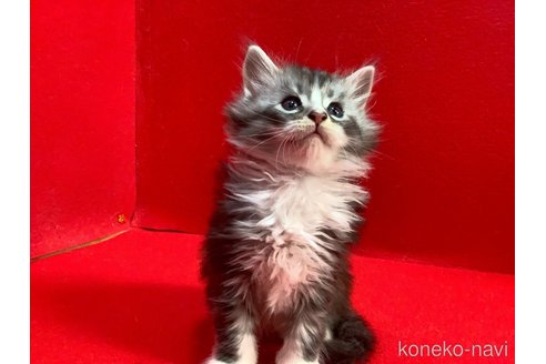 販売中の群馬県のメインクーン-114357の4枚目