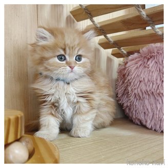 販売中の長野県のミヌエット-114360の6枚目