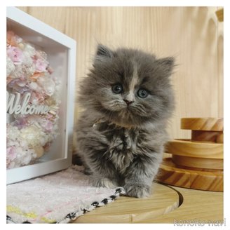 販売中の長野県のミヌエット-114361の1枚目