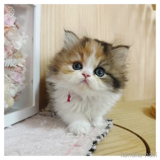 販売中の長野県のミヌエット-114363の1枚目