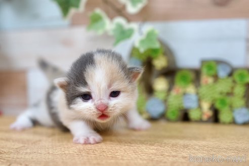 成約済の北海道のラガマフィン-114367の1枚目