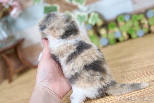 成約済の北海道のラガマフィン-114367の5枚目