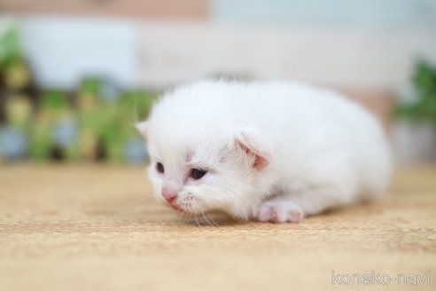 商談中の北海道のラガマフィン-114370の11枚目