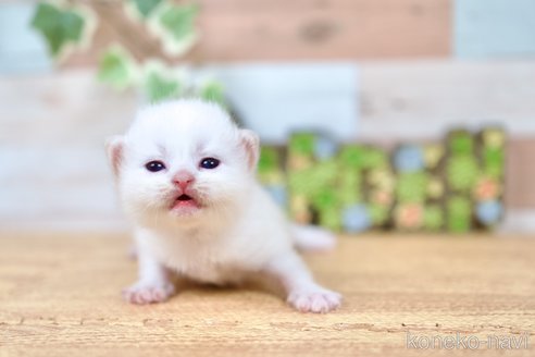 商談中の北海道のラガマフィン-114370の12枚目