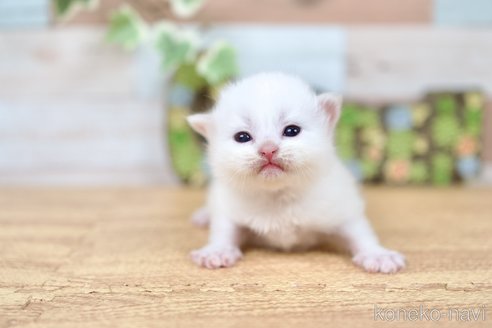 商談中の北海道のラガマフィン-114370の13枚目