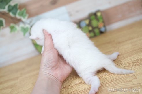 商談中の北海道のラガマフィン-114370の10枚目