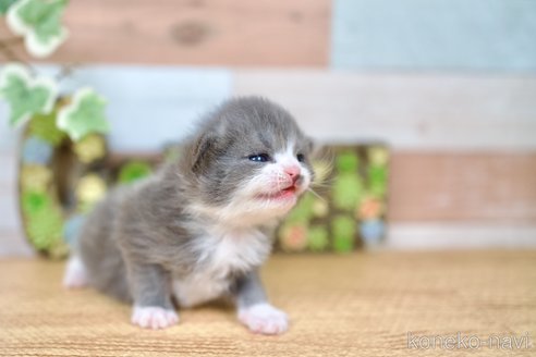 商談中の北海道のラガマフィン-114371の8枚目