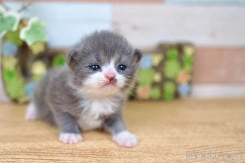 商談中の北海道のラガマフィン-114371の9枚目