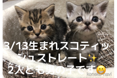 成約済の千葉県のスコティッシュストレート-114386の2枚目
