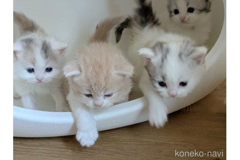 成約済の福岡県のスコティッシュフォールド-113457の8枚目