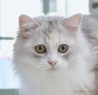 販売中の長野県のミヌエット-114390の1枚目