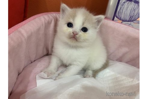 販売中の大阪府のスコティッシュフォールド-114400の4枚目