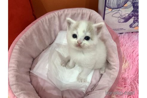 販売中の大阪府のスコティッシュフォールド-114402の3枚目