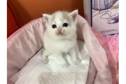 販売中の大阪府のスコティッシュフォールド-114402の4枚目
