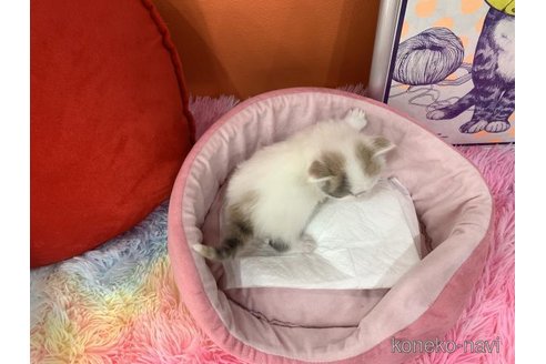 販売中の大阪府のスコティッシュフォールド-114403の4枚目