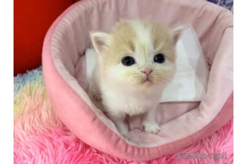 販売中の大阪府のスコティッシュフォールド-114404の3枚目