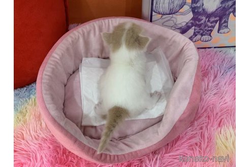 販売中の大阪府のスコティッシュフォールド-114404の4枚目