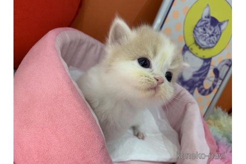 販売中の大阪府のスコティッシュフォールド-114404の5枚目
