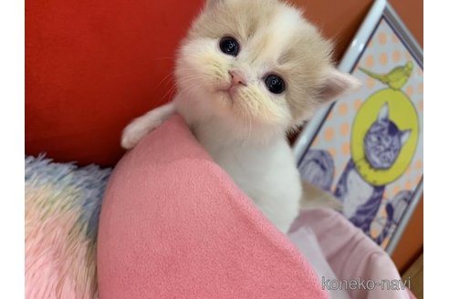 販売中の大阪府のスコティッシュフォールド-114404の6枚目