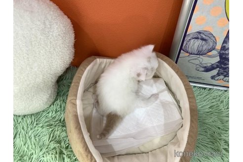 販売中の大阪府のスコティッシュフォールド-114406の9枚目