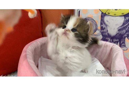 販売中の大阪府のスコティッシュフォールド-114408の3枚目