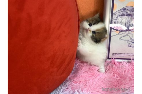 販売中の大阪府のスコティッシュフォールド-114408の6枚目
