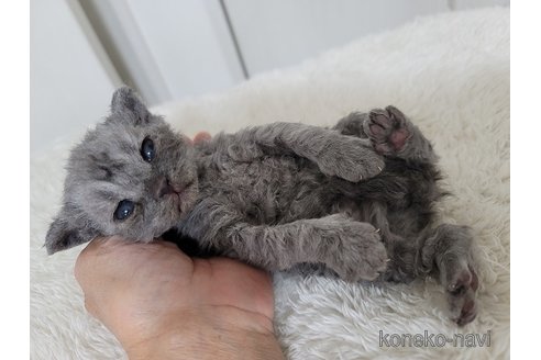 成約済の愛知県のセルカークレックス-114414の6枚目