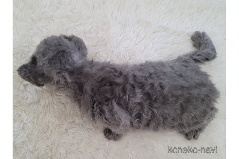 成約済の愛知県のセルカークレックス-114414の5枚目