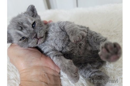 成約済の愛知県のセルカークレックス-114414の8枚目