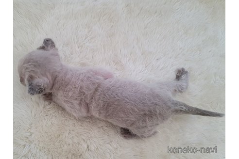 成約済の愛知県のセルカークレックス-114415の3枚目