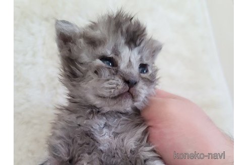 成約済の愛知県のセルカークレックス-114418の3枚目