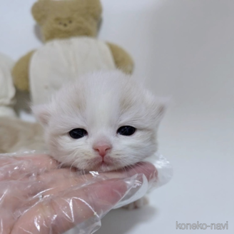 成約済の福岡県のマンチカン(短足)-114427の20枚目