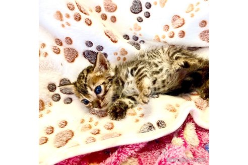 販売中の静岡県のベンガル-112799の2枚目
