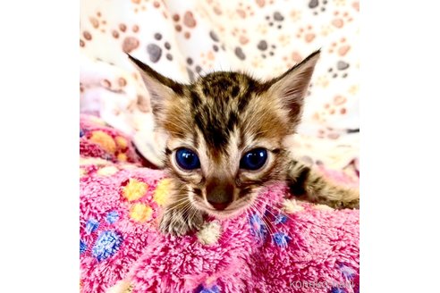 販売中の静岡県のベンガル-112799の1枚目