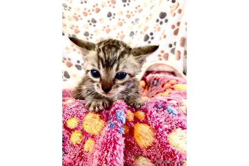 販売中の静岡県のベンガル-112804の7枚目