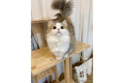 カヌレちゃん1枚目