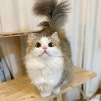 カヌレちゃん1枚目