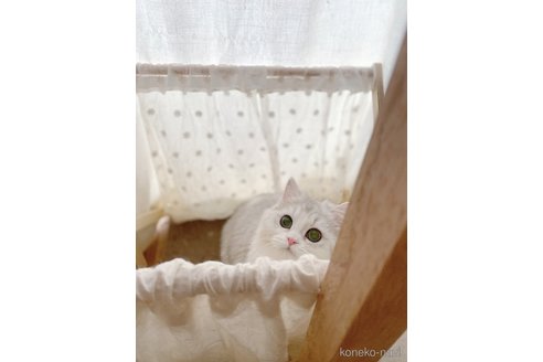 シュクレちゃん1枚目