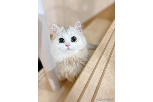 シュクレちゃん1枚目